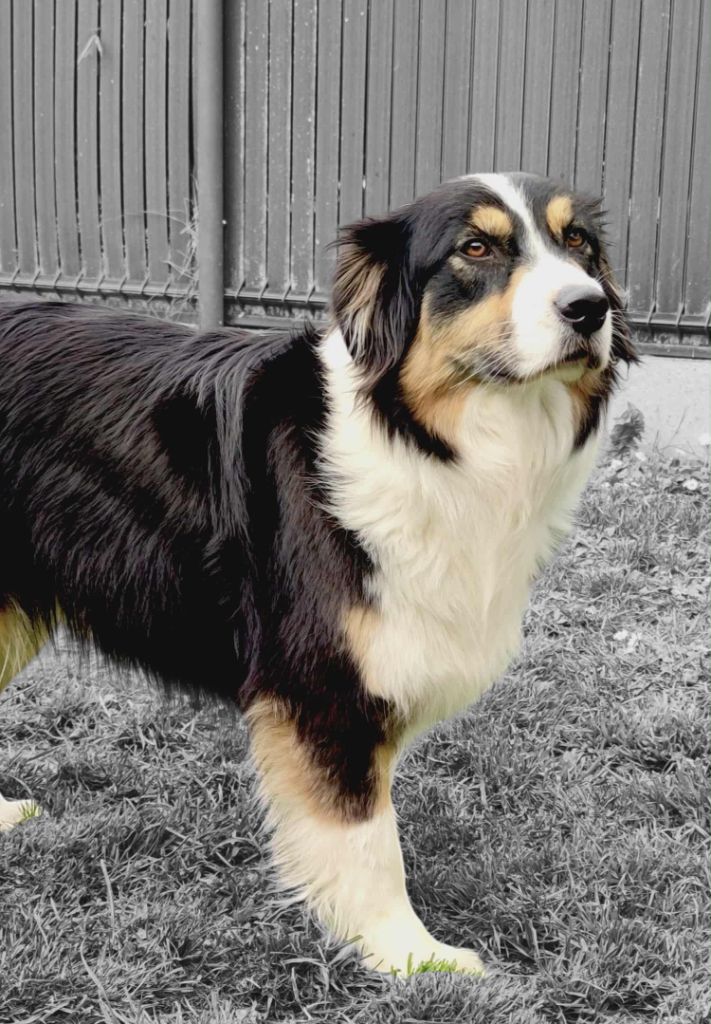 Seiya Des Ptits Bergers Du Royaume De Rasmus