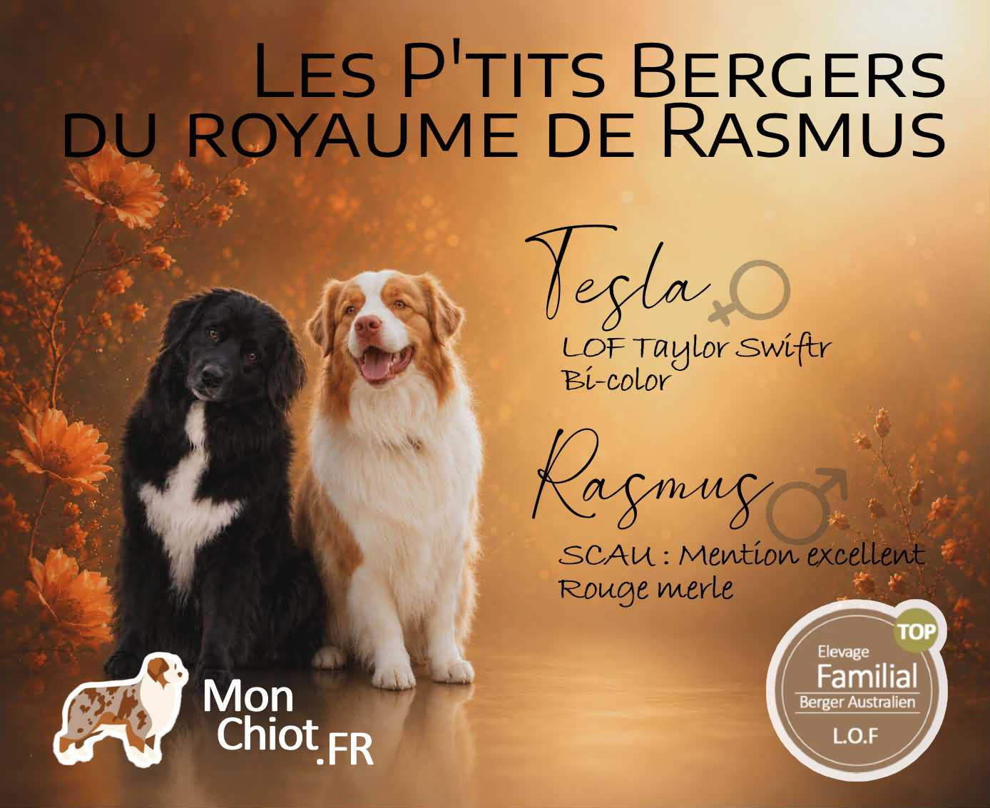 Des Ptits Bergers Du Royaume De Rasmus - Berger Australien - Portée née le 04/05/2026