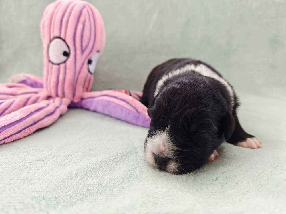 Des Ptits Bergers Du Royaume De Rasmus - Chiots disponibles - Berger Australien