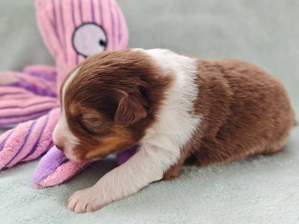 Des Ptits Bergers Du Royaume De Rasmus - Chiots disponibles - Berger Australien