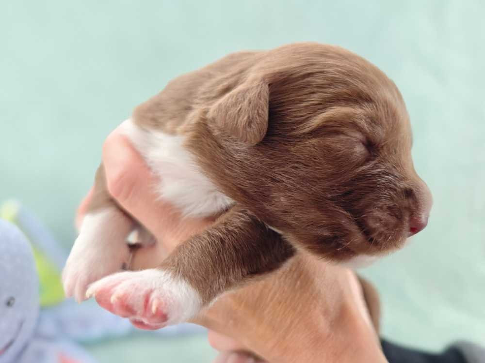 Des Ptits Bergers Du Royaume De Rasmus - Chiots disponibles - Berger Australien