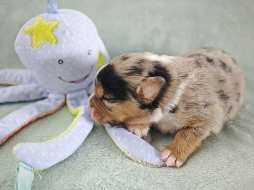 Des Ptits Bergers Du Royaume De Rasmus - Chiots disponibles - Berger Australien