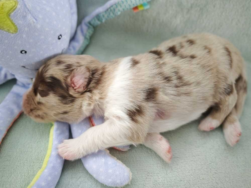 Des Ptits Bergers Du Royaume De Rasmus - Chiots disponibles - Berger Australien