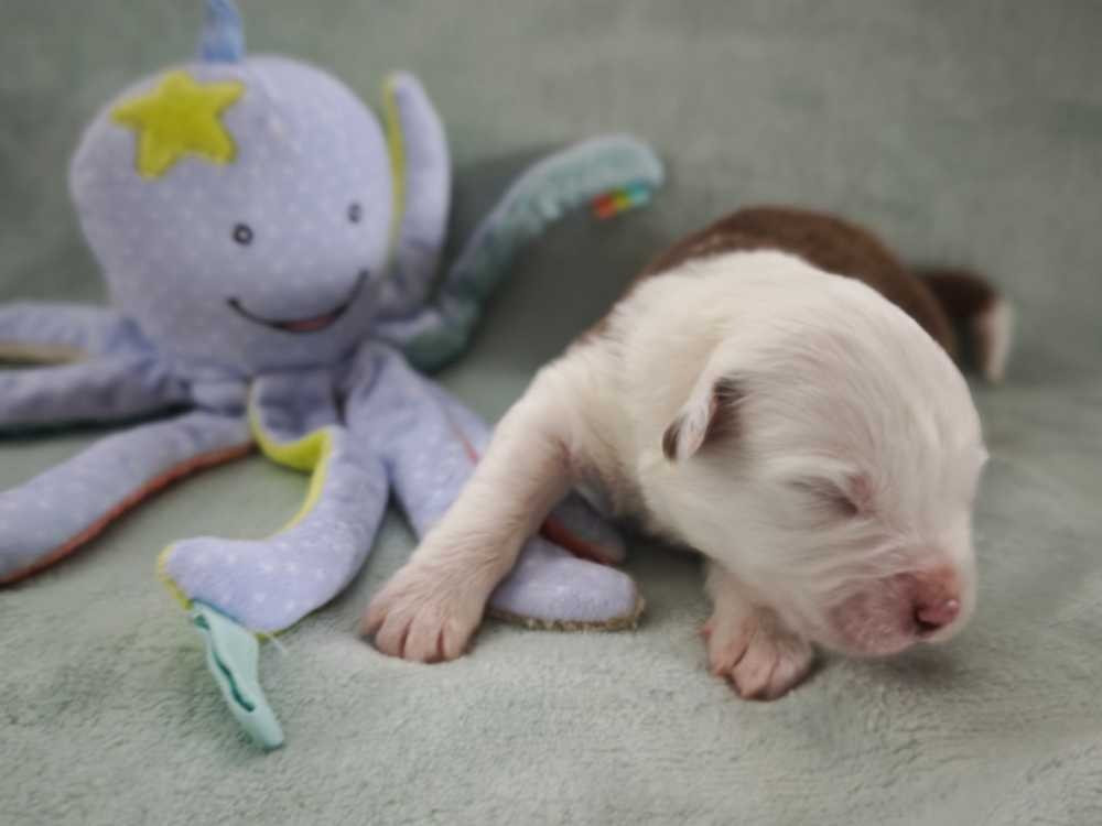 Des Ptits Bergers Du Royaume De Rasmus - Chiots disponibles - Berger Australien