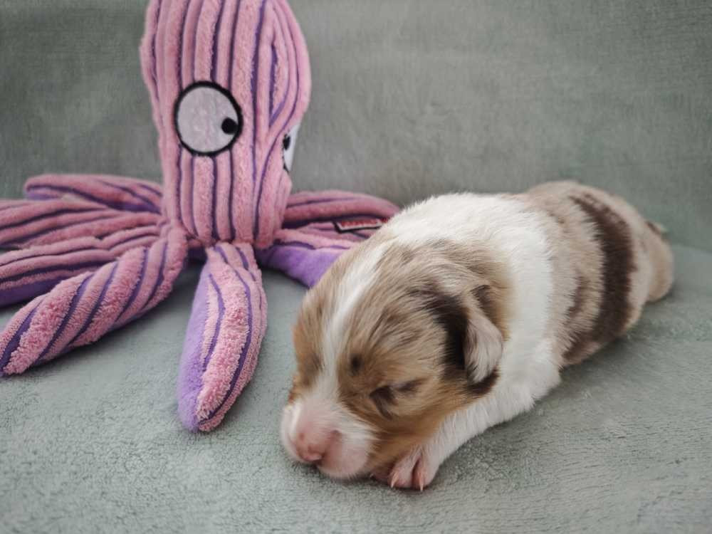 Des Ptits Bergers Du Royaume De Rasmus - Chiots disponibles - Berger Australien