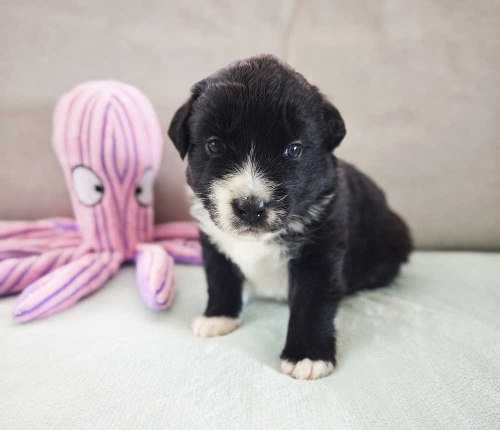 Des Ptits Bergers Du Royaume De Rasmus - Chiots disponibles - Berger Australien