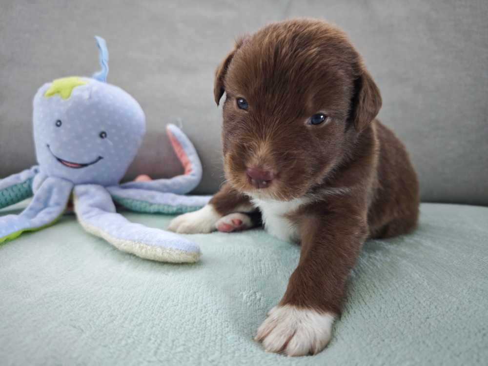 Des Ptits Bergers Du Royaume De Rasmus - Chiots disponibles - Berger Australien