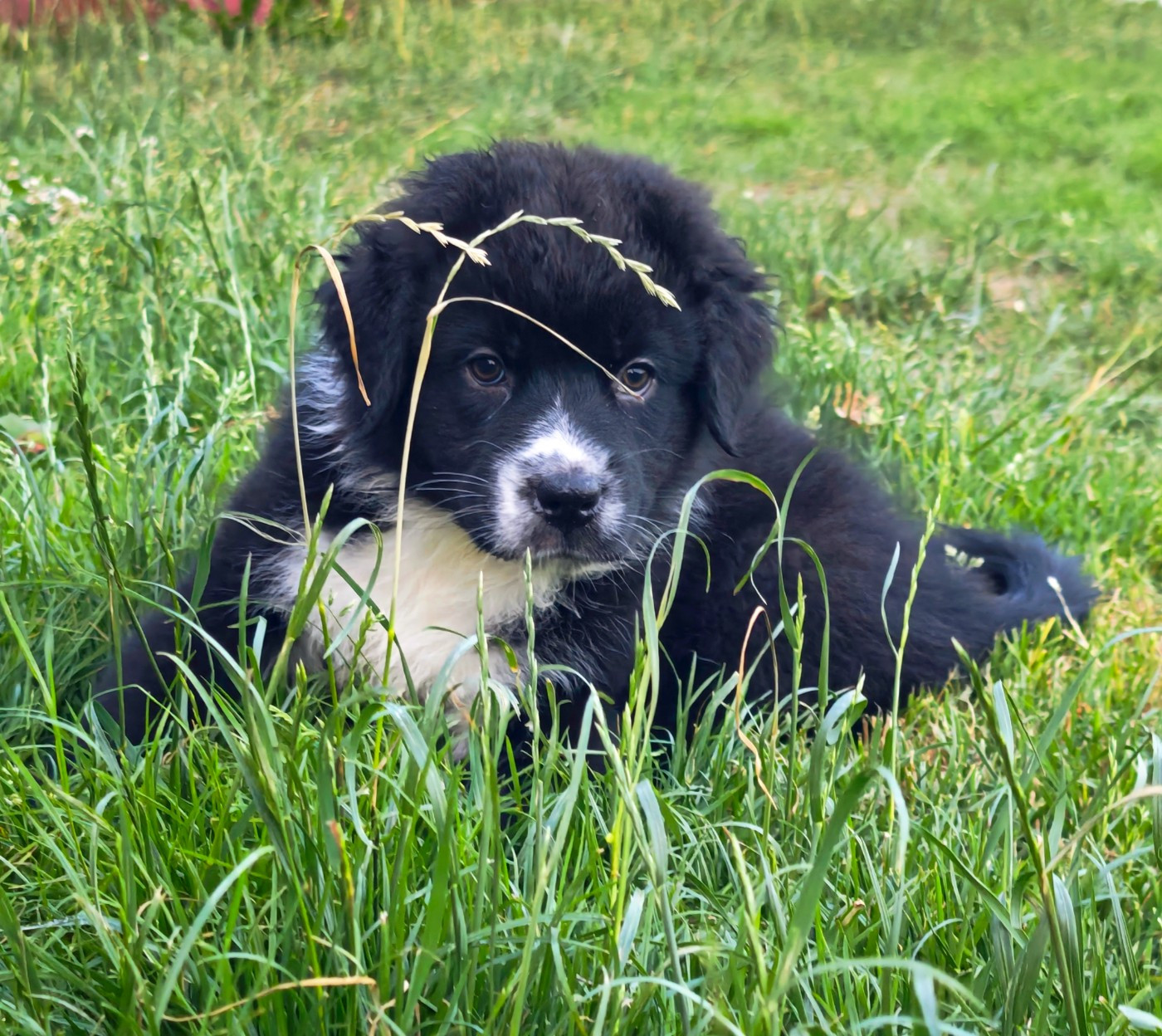 Des Ptits Bergers Du Royaume De Rasmus - Chiots disponibles - Berger Australien