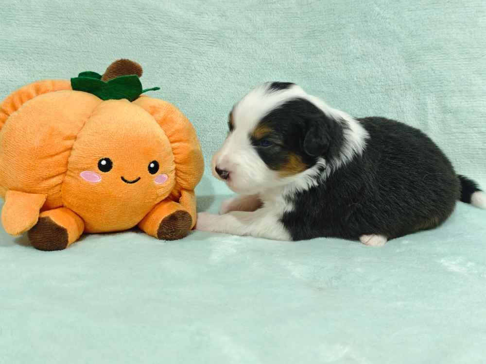 Des Ptits Bergers Du Royaume De Rasmus - Chiots disponibles - Berger Australien