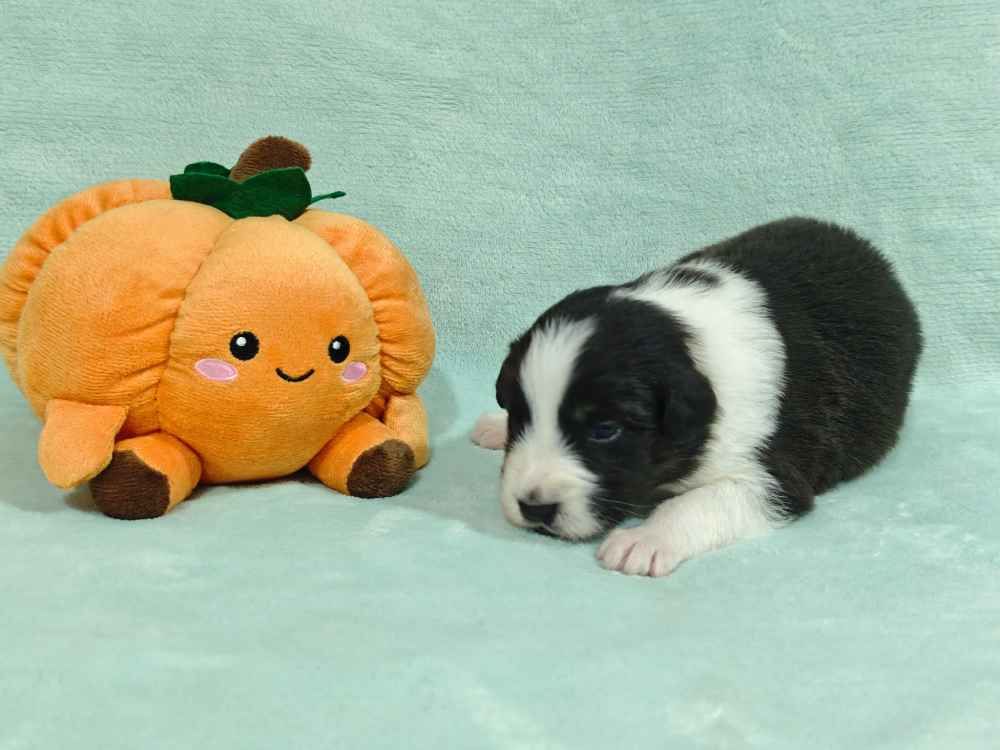 Des Ptits Bergers Du Royaume De Rasmus - Chiots disponibles - Berger Australien