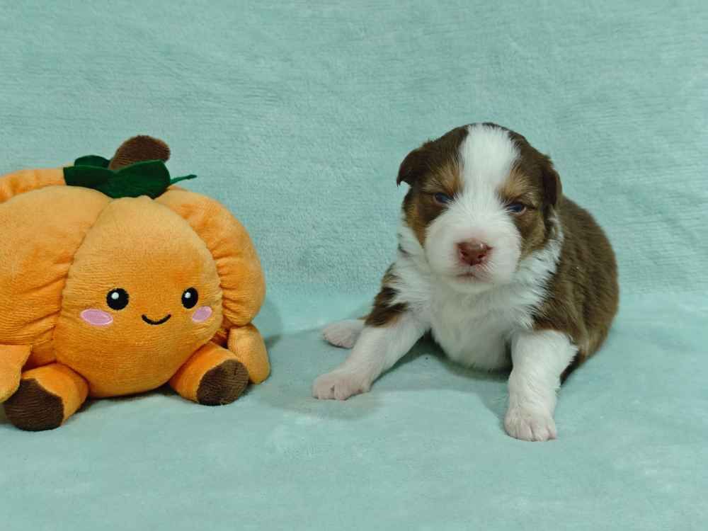 Des Ptits Bergers Du Royaume De Rasmus - Chiots disponibles - Berger Australien