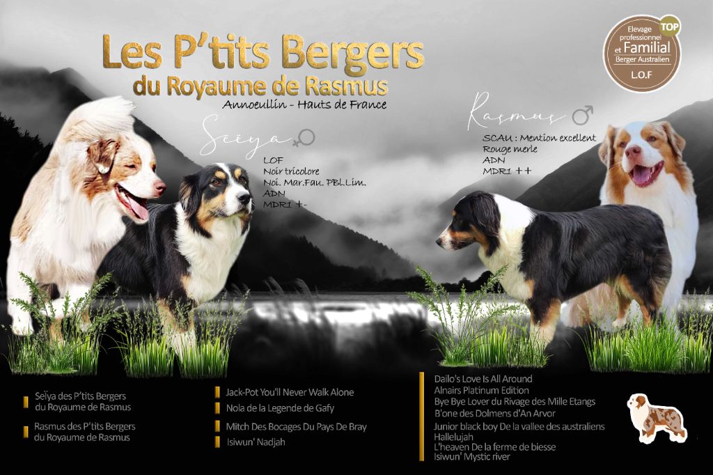 Des Ptits Bergers Du Royaume De Rasmus - Berger Australien - Portée née le 29/09/2025