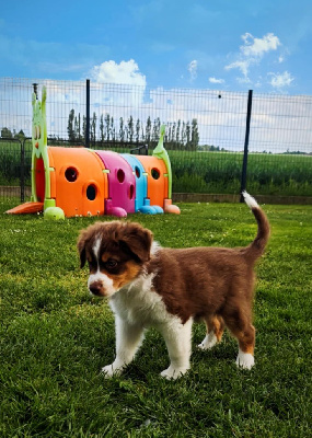 Chiot collier marron - MÂLE rouge tricolore