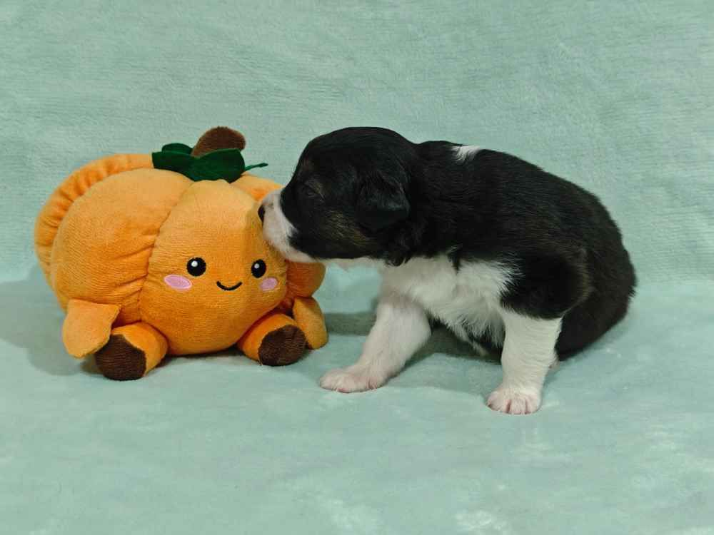 Des Ptits Bergers Du Royaume De Rasmus - Chiots disponibles - Berger Australien